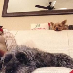 Meet your Posher, Lisa